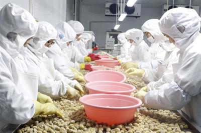 湖北省羅田縣 新上9條自動化生產線，推動板栗向休閑食品轉型升級